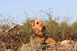 AIREDALE TERRIER 053